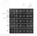 Fig. 08 - Charged particle beam device, optical device, irradiation method, diffraction grating system, and diffraction grating