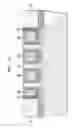 Fig. 25 - Bottom source/drain silicidation for vertical field-effect transistor (FET)