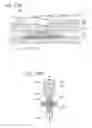 Fig. 25 - Semiconductor device and method for manufacturing the same