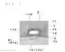 Fig. 06 - SOLAR CELL ELEMENT