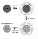 Fig. 01 - Porous silicon nanostructured electrode and method
