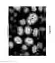 Fig. 06 - Nickel hydroxide composite material for alkaline rechargeable battery