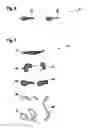 Fig. 05 - Silicon particles having a cavity in the shape of a microorganism