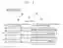 Fig. 05 - Resolution method for conflict of firing phase allocation in bio-inspired distributed wireless resource allocation method