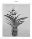 Fig. 02 - Vanda plant named 'SPCDW1514'