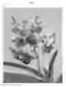 Fig. 04 - Vanda plant named 'SPCDW1514'