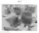 Fig. 05 - Vanda plant named 'SPCDW1514'