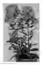 Fig. 01 - plant named ‘Versred’