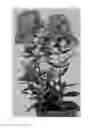 Fig. 02 - plant named ‘Versred’