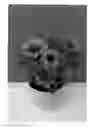 Fig. 01 - plant named ‘SUNOST1501’