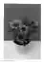 Fig. 02 - plant named ‘SUNOST1501’