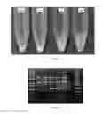 Fig. 07 - Non-CRISPR-mediated phage resistant 