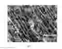 Fig. 05 - MATERIAL AND FREEZE CASTING AND IMPREGNATION METHOD OF CARBOHYDRATE SCAFFOLDS