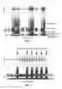 Fig. 03 - Frequency-multiplexed speech-sound stimuli for hierarchical neural characterization of speech processing