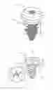 Fig. 03 - Universal implant-to-bone fixation system