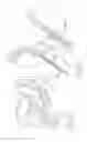 Fig. 29 - Urological device having a bladder retainer and a valve