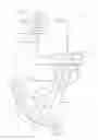 Fig. 15 - INTERMITTENT AND SEQUENTIAL COMPRESSION DEVICE AND METHOD