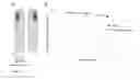 Fig. 23 - Kit and method for detecting porous dental hydroxyapatite
