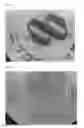 Fig. 03 - LASER-PRINTABLE TABLET, AND METHOD FOR MANUFACTURING THE SAME