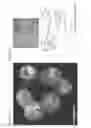 Fig. 06 - Hydrogel compositions comprising encapsulated cells and methods of use thereof