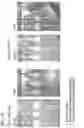Fig. 19 - Hydrogel compositions comprising encapsulated cells and methods of use thereof