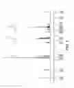 Fig. 08 - Formulations of 2-(4-chlorophenyl)-N-((2-(2,6-dioxopiperidin-3-yl)-1-oxoisoindolin-5-yl)methyl)-2,2-difluoroacetamide