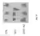 Fig. 12 - Unit dose of a cis-imidazoline for treating an osteoarthritic joint by removing senescent cells