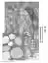 Fig. 59 - Unit dose of a cis-imidazoline for treating an osteoarthritic joint by removing senescent cells