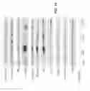 Fig. 22 - METHODS AND COMPOSITIONS FOR KILLING SENESCENT CELLS AND FOR TREATING SENESCENCE-ASSOCIATED DISEASES AND DISORDERS