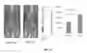 Fig. 68 - METHODS AND COMPOSITIONS FOR KILLING SENESCENT CELLS AND FOR TREATING SENESCENCE-ASSOCIATED DISEASES AND DISORDERS