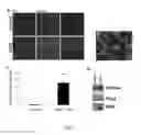 Fig. 02 - Compositions and methods for the repair of myelin
