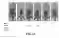 Fig. 02 - Composition comprising GPCR19 agonist as an active ingredient for preventing or treating allergic dermatitis