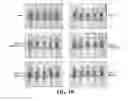 Fig. 03 - Composition comprising GPCR19 agonist as an active ingredient for preventing or treating allergic dermatitis