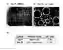 Fig. 04 - GAMMA DELTA T CELLS AND USES THEREOF