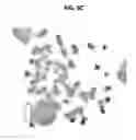 Fig. 11 - Reducing CXCR4 expression and/or function to enhance engraftment of hematopoietic stem cells