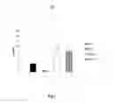 Fig. 02 - New Strain Of Lactobacillus Casei With Ability To Degrade The Immunotoxic Peptide From Gluten