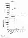 Fig. 06 - Oral pharmaceutical composition