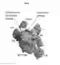 Fig. 09 - Ornithodoros moubata complement inhibitor for use in the treatment of complement-mediated diseases in patients with C5 polymorphism