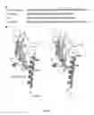 Fig. 02 - Oxyntomodulin analogs and methods of making and using same