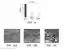 Fig. 16 - Methods for treating and preventing neutrophil-derived net toxicity and thrombosis