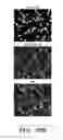 Fig. 24 - Methods for treating and preventing neutrophil-derived net toxicity and thrombosis