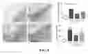 Fig. 13 - Methods, antibodies, and vaccines utilizing epitopes of alpha synuclein for treatment of parkinsons disease