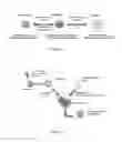 Fig. 02 - METHOD FOR PRODUCING AUTOLOGOUS TOLEROGENIC DENDRITIC CELLS (TOLDCS) WITH SPECIFIC ANTIGENS AND THEIR USE IN THE PREPARATION OF A MEDICAMENT USEFUL FOR THE TREATMENT OF SYSTEMIC LUPUS ERYTHEMATOSUS (SLE)