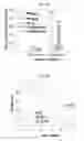 Fig. 02 - RECOMBINANT T CELL RECEPTOR LIGAND COMPOSITIONS AND METHODS FOR TREATMENT OF PROSTATE CANCER