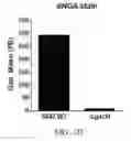 Fig. 03 - Streptococcal GlcNac-lacking gylcopolypeptides, cell wall carbohydrates, vaccines, and methods for making and using them