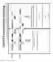 Fig. 31 - Streptococcal GlcNac-lacking gylcopolypeptides, cell wall carbohydrates, vaccines, and methods for making and using them