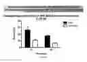 Fig. 62 - Streptococcal GlcNac-lacking gylcopolypeptides, cell wall carbohydrates, vaccines, and methods for making and using them