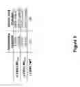 Fig. 06 - Arenavirus vaccine