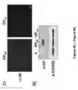 Fig. 08 - Arenavirus vaccine