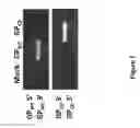 Fig. 09 - Arenavirus vaccine